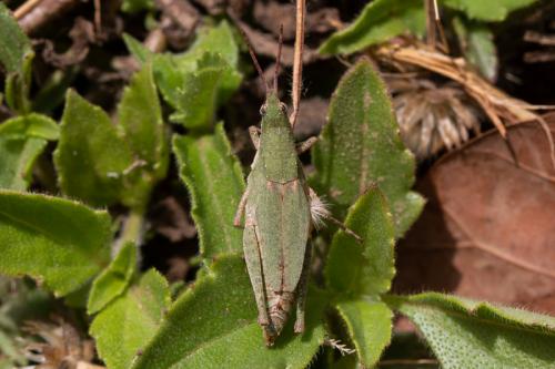 Pyrgomorpha vignaudii